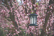 Lighting up My Spring Photograph by Laurie Search