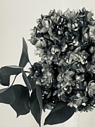Lilac Bloom Black and White Painting by Lisa White