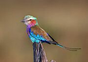 Lilac-breasted Roller Photograph by Daniel Fleming