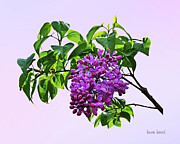 Lilacs Just Opening Photograph by Susan Savad Lilacs Just Opening Photograph by Susan Savad