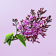 Lilacs Starting to Open Photograph by Susan Savad Lilacs Starting to Open Photograph by Susan Savad