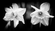 Lilies Photograph by Matthew Adelman