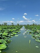 Lilly pad Lane Photograph by Carolyn Andrews