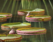 Lilly Pads Photograph by Tammie M Phillips