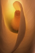 Lily 5615 Photograph by Julie Powell