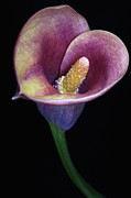 Lily Feb282008 Photograph by Julie Powell