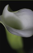 Lily Green Grey Photograph by Julie Powell