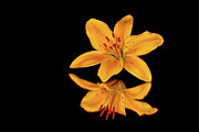 Lily Digital Art by Jerry Dalrymple