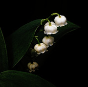 Lily Of The Valley Photograph by Denise Harty