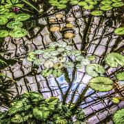 Lily Pads, Conservatory of Flowers Photograph by Donald Kinney