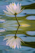 Lily Reflection Photograph by Cathy Kovarik