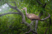 Limpkin at Dawn Photograph by Mark Andrew Thomas Limpkin at Dawn Photograph by Mark Andrew Thomas