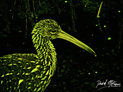 Limpkin Black And Gold Digital Art by David McKinney