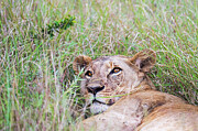 Lion in Nairobi National Park Photograph by Ian Stotesbury