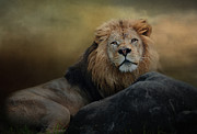 Lion-Stare Photograph by James Gamble