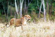 Lioness Standing in Kenya Grassland Photograph by Good Focused