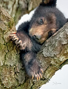 Little Bear Big Paws 4350 Photograph by Dan Beauvais
