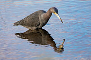 Little Blue Heron 63A Photograph by Sally Fuller