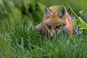 Little explorer  Photograph by Rudy Viereckl