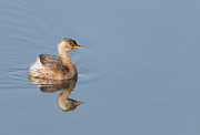 Little grebe Photograph by Puttaswamy Ravishankar Little grebe Photograph by Puttaswamy Ravishankar