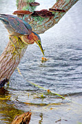 Little Green Heron fishing Digital Art by Jerry Dalrymple