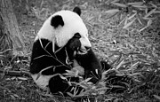 Little Miracle Photograph by Kathi Isserman