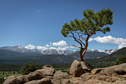 Little Mountain Tree Photograph by Tim Stanley