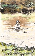 Little Swan Drawing by Dianna Hardy