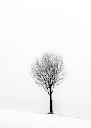 Little Tree Photograph by Grant Glendinning Little Tree Photograph by Grant Glendinning