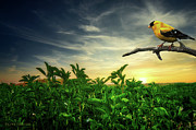 Little yellow bird in the green field Photograph by Dejan Travica