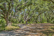 Live Oak Trees at Hammocks Beach Photograph by Bob Decker