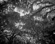 Live Oaks and Spanish Moss at Gascoigne Bluff, St. Simons Island Photograph by John Simmons Live Oaks and Spanish Moss at Gascoigne Bluff, St. Simons Island Photograph by John Simmons