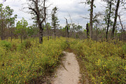 Yellow Blooms on a Sandy Trail - Bastrop State Park Photograph by Brigitte Blanchette Thompson Yellow Blooms on a Sandy Trail - Bastrop State Park Photograph by Brigitte Blanchette Thompson