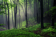 Living Forest Photograph by Evgeni Dinev
