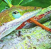 Lizard at Melton Peter Demetre Park in Charleston, South Carolin Photograph by David Oppenheimer