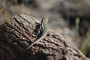 Lizard on a Log Coachella Valley Wildlife Preserve Photograph by Colleen Cornelius