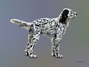 LLewellin Setter Photograph by Susan Savad