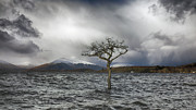 Loch Lomond Tree -Milarrochy Bay Photograph by Grant Glendinning Loch Lomond Tree -Milarrochy Bay Photograph by Grant Glendinning