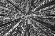Lodgepole forest, Yellowstone National Park Photograph by The Yellowstone Collection