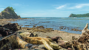 Logs and stumps washed up on Bella Vista beach - Samara Photograph by Henri Leduc