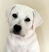 Loki Motion Lab Puppy Photograph by Waterdancer