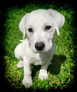 Loki the Lab looking cute Photograph by Waterdancer