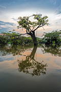 Lone Macrolobium in the Laguna Grande Photograph by Henri Leduc