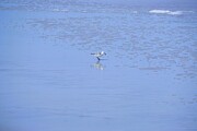 Lone Seacher Photograph by Merle Grenz Lone Seacher Photograph by Merle Grenz