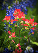 Lone Star Blooms Photograph by Inge Johnsson Lone Star Blooms Photograph by Inge Johnsson
