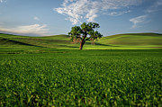 Lone Tree in Wheat Field Photograph by John Wilbur Lone Tree in Wheat Field Photograph by John Wilbur