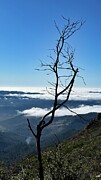 Lone Tree  Photograph by Leslie Brashear