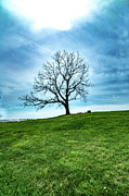 Lone tree on the hill Photograph by Spike Silvernail Lone tree on the hill Photograph by Spike Silvernail