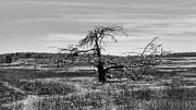 Lone Tree Shenandoah  Valley VA Photograph by Louis Dallara