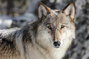 Lone Wolf, Yellowstone National Park Photograph by The Yellowstone Collection